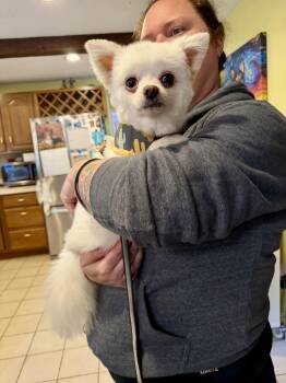Niko -  Pomeranian and Chihuahua Dog for Adoption in Uxbridge, Massachusetts - Niko | PetCurious