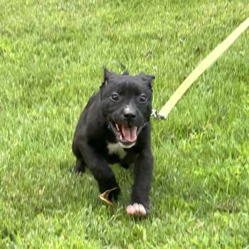 Goose -  Mixed Breed Dog for Adoption in Columbia, Missouri - Goose | PetCurious