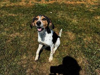 Beagle Dogs Available for Adoption in Grovetown, Georgia - LEVI | PetCurious