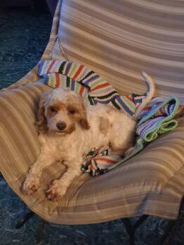 Kiwi -  Cavapoo Dog for Adoption in Huber Heights, Ohio - Kiwi | PetCurious