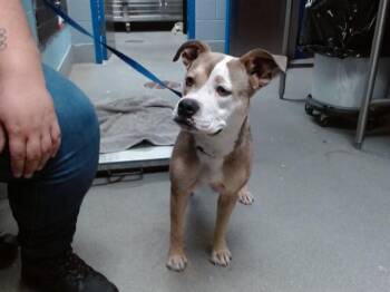 AZULA -  Pit Bull Terrier and Australian Cattle Dog Blue Heeler Dog for Adoption in Albuquerque, New Mexico - AZULA | PetCurious