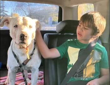 Rescue Pit Bull Terrier Dogs for Adoption in Durango, Colorado - Coraline | PetCurious