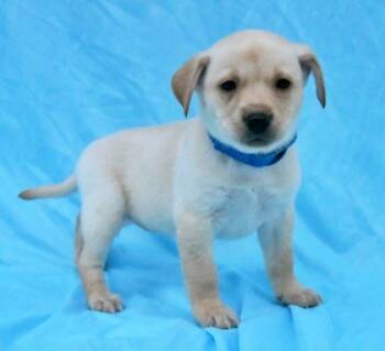 Rescue Australian Shepherd and Golden Retriever Dogs for Adoption in Morton Grove, Illinois - Hazel | PetCurious