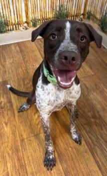 Girly Scout -  Mixed Breed Dog for Adoption in Ocala, Florida - Girly Scout | PetCurious