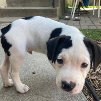 Rev D69888 -  Pit Bull Terrier Dog for Adoption in Minnetonka, Minnesota - Rev D69888 | PetCurious