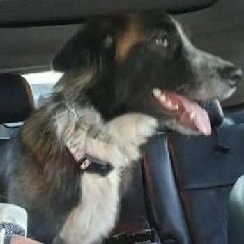 Mixed Breed Dogs Available for Adoption - Cocoa | PetCurious