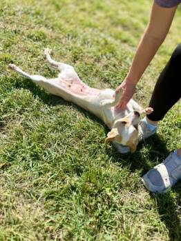 Hallie -  Chihuahua Dog Available for Adoption in Temple, Texas - Hallie | PetCurious