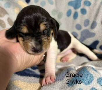 Gracie -  Foxhound and Hound Dog for Adoption in Louisa, Virginia - Gracie | PetCurious