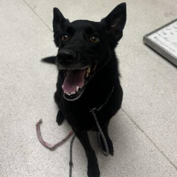 Gracie -  Mixed Breed Dog for Adoption in Murray, Utah - Gracie | PetCurious