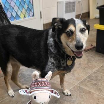 Wiggles (Diana) -  Australian Cattle Dog Blue Heeler Dog for Adoption in Gloucester, Virginia - Wiggles (Diana) | PetCurious