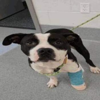 Scumpi -  Pit Bull Terrier Dog for Adoption in Indianapolis, Indiana - Scumpi | PetCurious