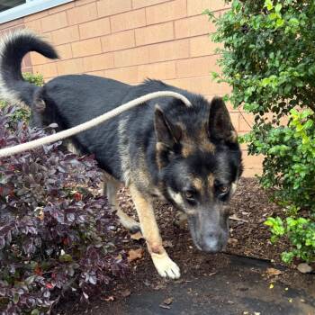 Mixed Breed and German Shepherd Dog Dogs Available for Adoption - Delgado 0783 | PetCurious