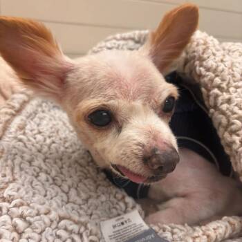 Poodle Dogs Available for Adoption - Jimmy Choo 13928 | PetCurious