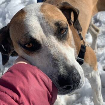Rescue Hound and Mixed Breed Dogs for Adoption in Pagosa Springs, Colorado - ROSIE | PetCurious