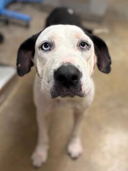 Pit Bull Terrier and Mixed Breed Dogs Available for Adoption in Lockhart, Texas - Silvestor | PetCurious