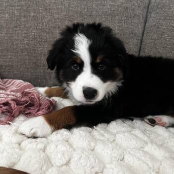 Australian Shepherd Dogs Available for Adoption in Jupiter, Florida - Mason | PetCurious