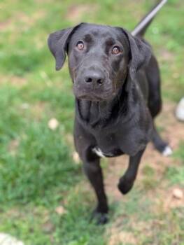 Labrador Retriever Dogs Available for Adoption in Gulfport, Mississippi - Nolan | PetCurious