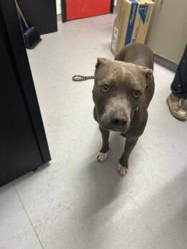 Cedar -  Mixed Breed Dog for Adoption in West Chester, Pennsylvania - Cedar | PetCurious