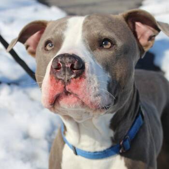 Mixed Breed Dogs Available for Adoption - Regis | PetCurious