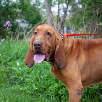 Bloodhound Dogs Available for Adoption in Olean, New York - Earl | PetCurious