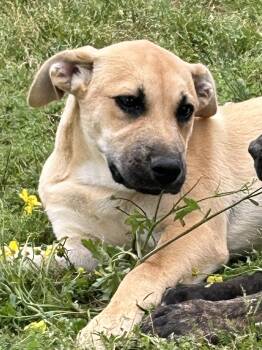 Tabitha -  Black Mouth Cur Dog for Adoption in Okolona, Mississippi - Tabitha | PetCurious