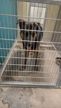 TOBY -  Rottweiler and Mixed Breed Dog for Adoption in Texas City, Texas - TOBY | PetCurious