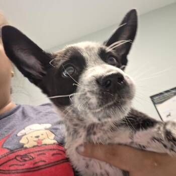Winter -  Mixed Breed Dog for Adoption in Leander, Texas - Winter | PetCurious