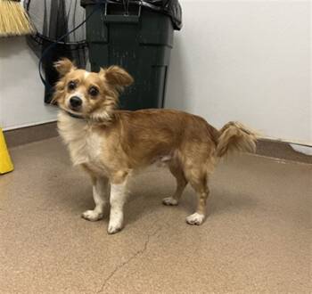 Rescue Chihuahua Dogs for Adoption in Hayward, California - FONDA | PetCurious