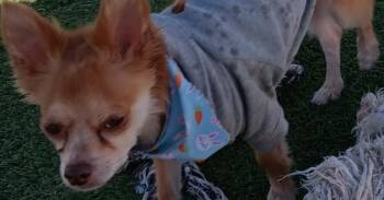 Chihuahua Dogs Available for Adoption in Fort Lupton, Colorado - Dash | PetCurious