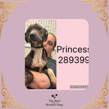Princess -  American Staffordshire Terrier and Mixed Breed Dog for Adoption in Cumberland, Rhode Island - Princess | PetCurious
