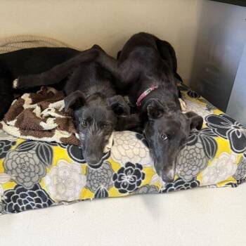 Guava -  Greyhound and Scottish Deerhound Dog for Adoption in Driggs, Idaho - Guava | PetCurious
