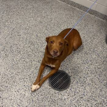 Ressie Cup -  Mixed Breed Dog for Adoption in Greenville, South Carolina - Ressie Cup | PetCurious