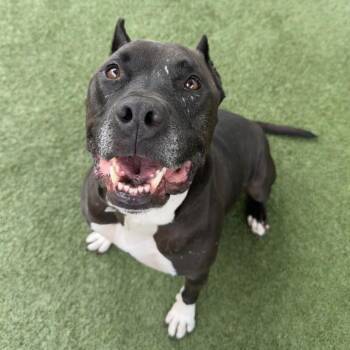 Pit Bull Terrier Dogs Available for Adoption - BatMan | PetCurious