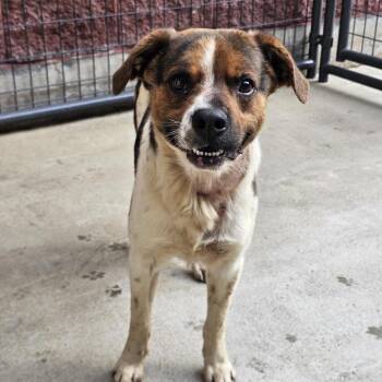 Owen -  Hound Dog for Adoption in Lynchburg, Virginia - Owen | PetCurious