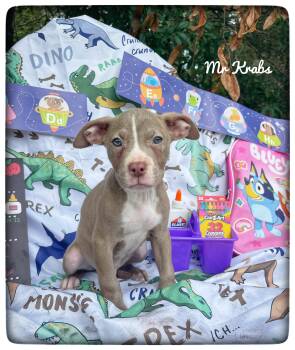 Mr. Krabs -  American Staffordshire Terrier Dog for Adoption in Sebring, Florida - Mr. Krabs | PetCurious