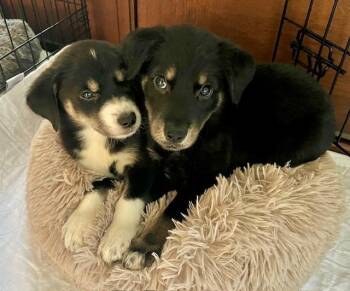 Emmett Dalton -  Mixed Breed Dog for Adoption - Emmett Dalton | PetCurious