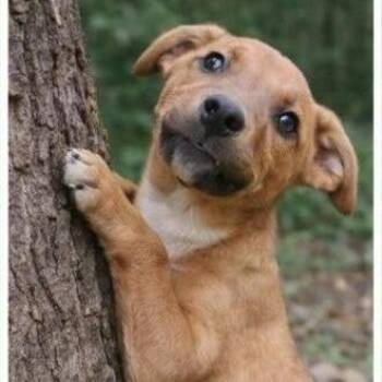 Mixed Breed Dogs Available for Adoption - Ellery | PetCurious