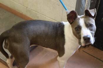 IGGY -  Mixed Breed Dog for Adoption in Columbia, South Carolina - IGGY | PetCurious