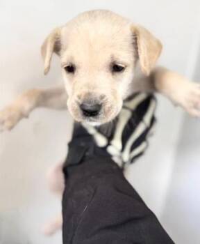 Labrador Retriever Dogs Available for Adoption - A652417 | PetCurious