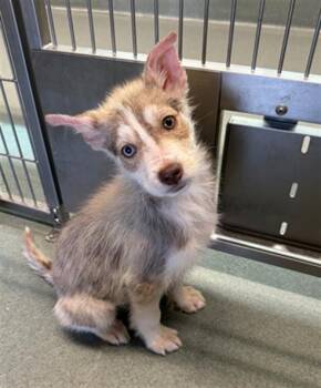 Husky Dogs Available for Adoption - REMUS | PetCurious