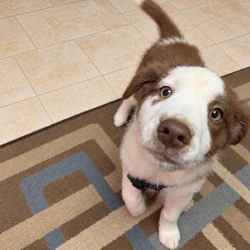 Aurelius -  Mixed Breed Dog for Adoption in Fredericksburg, Virginia - Aurelius | PetCurious