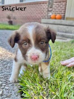 Rescue Australian Shepherd Dogs for Adoption in Manchester, Connecticut - Snicker | PetCurious