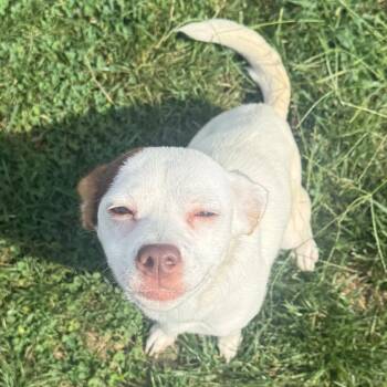 Judy Hopps -  Chihuahua and Mixed Breed Dog for Adoption in Cincinnati, Ohio - Judy Hopps | PetCurious