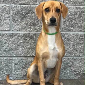 Mindy -  Black Mouth Cur Dog for Adoption in Mount Pleasant, Texas - Mindy | PetCurious