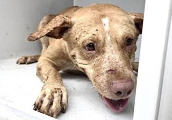 Labrador Retriever and Mixed Breed Dogs Available for Adoption in Houston, Texas - CALLIE | PetCurious