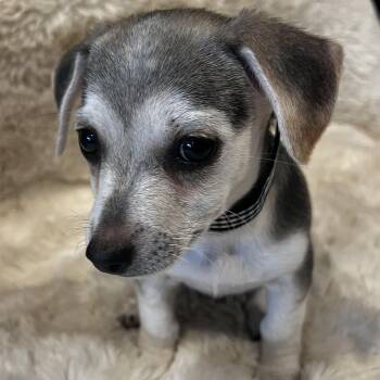 Peter Pan -  Chihuahua and Terrier Dog Available for Adoption in Martinez, California - Peter Pan | PetCurious