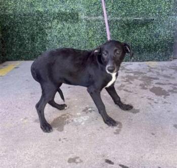 61800975 -  Australian Cattle Dog Blue Heeler and Mixed Breed Dog for Adoption in El Paso, Texas - 61800975 | PetCurious