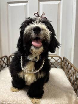 Goldendoodle Dogs Available for Adoption in Dorr, Michigan - Dutchess Wigglebottom | PetCurious
