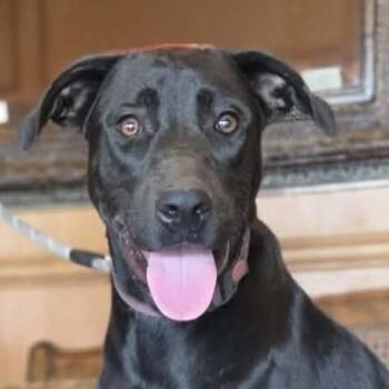 Gunner -  Black Labrador Retriever and Great Dane Dog for Adoption in Boerne, Texas - Gunner | PetCurious