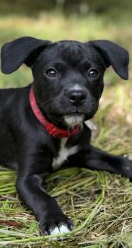 Rescue Mixed Breed Dogs for Adoption in Stanley, North Carolina - Sharon | PetCurious
